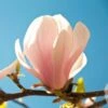 Magnolia Sprengeri Pink Beauty -Promesse de fleurs Magasin Magnolia sprengeri Pink Beauty 84168 1