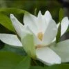 Magnolia Thompsoniana 1 Magnolia Thompsoniana -Promesse de fleurs Magasin Magnolia thompsoniana 84171 1