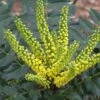 Mahonia Japonica Hivernant -Promesse de fleurs Magasin Mahonia Japonica Hivernant 781779 1