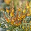 Mahonia Volcano -Promesse de fleurs Magasin Mahonia Volcano copyright 16583 1