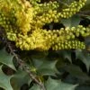 Mahonia (x) Wagneri Fireflame -Promesse de fleurs Magasin Mahonia x wagneri Fireflame copyright 17030 1 1