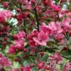Pommier D'ornement - Malus Liset -Promesse de fleurs Magasin Malus Liset 100153 1