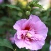 Hibiscus Syriacus Purple Pillar - Althéa -Promesse de fleurs Magasin Mauve en arbre Hibiscus syriacus Purple Pillar copyright 1002541 1