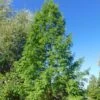 Metasequoia Glyptostroboides -Promesse de fleurs Magasin Metasequoia glyptostroboides 84180 1