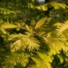 Metasequoia Glyptostroboides Gold Rush 1 Metasequoia Glyptostroboides Gold Rush -Promesse de fleurs Magasin Metasequoia glyptostroboides Gold Rush 84179 1
