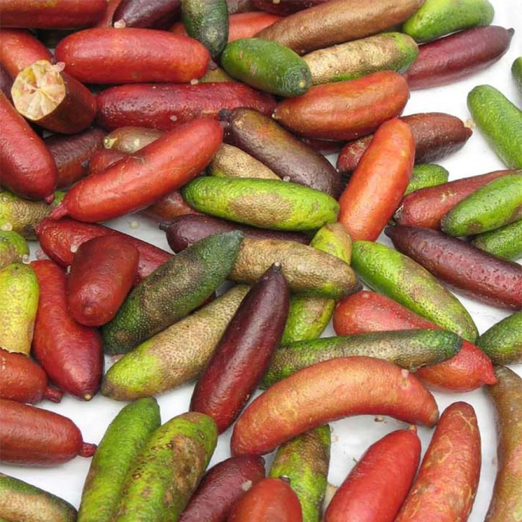 Citron Caviar - Microcitrus Australasica 3 Citron Caviar - Microcitrus Australasica