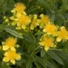 Millepertuis - Hypericum Kalmianum Sunny Boulevard 2 Millepertuis - Hypericum Kalmianum Sunny Boulevard -Promesse de fleurs Magasin Millepertuis Hypericum kalmianum Sunny Boulevard IF 1006691 1