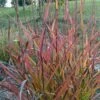 Miscanthus Sinensis Purple Fall® - Eulalie, Roseau De Chine -Promesse de fleurs Magasin Miscanthus sinensis Purple Fall 87981 1