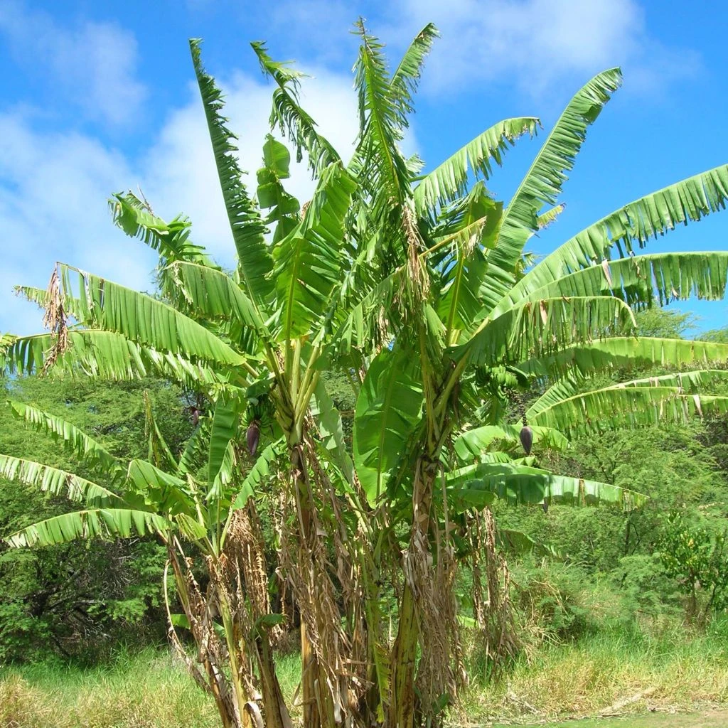 Musa Itinerans Mekong Giant - Bananier Voyageur 3 Musa Itinerans Mekong Giant - Bananier Voyageur