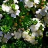 Myrtus Communis Tarentina - Myrte Commun 1 Myrtus Communis Tarentina - Myrte Commun -Promesse de fleurs Magasin Myrtus communis subsp Tarentina 82213 1