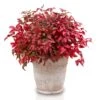 Bambou Sacré - Nandina Domestica Blush Pink -Promesse de fleurs Magasin Nandina domestica Blush Pink 1007442 1