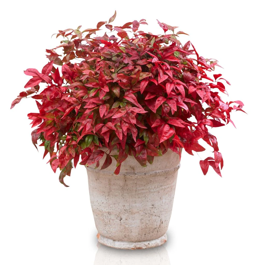 Bambou Sacré - Nandina Domestica Blush Pink 3 Bambou Sacré - Nandina Domestica Blush Pink