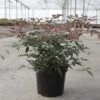 Nandina Domestica Flirt - Bambou Sacré Nain 1 Nandina Domestica Flirt - Bambou Sacré Nain -Promesse de fleurs Magasin Nandina domestica FLIRT 87158 1