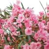 Laurier Rose - Nerium Oleander 2 Laurier Rose - Nerium Oleander -Promesse de fleurs Magasin Nerium oleander pot de 3L 83379 1