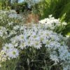 Olearia Scilloniensis 1 Olearia Scilloniensis -Promesse de fleurs Magasin Olearia scilloniensis 83396 1