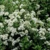 Olearia (x) Haastii - Aster En Arbre -Promesse de fleurs Magasin Olearia x haastii 100156 1