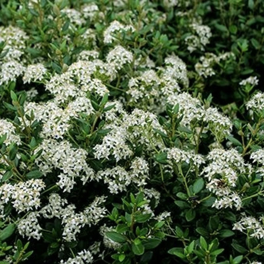 Olearia (x) Haastii - Aster En Arbre 3 Olearia (x) Haastii - Aster En Arbre
