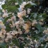 Osmanthus Fortunei - Osmanthe De Fortune -Promesse de fleurs Magasin Osmanthus fortunei 87301 1