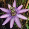 Passiflore X Lavender Lady - Fleur De La Passion -Promesse de fleurs Magasin Passiflora Amethyst ld HansB 681330 1