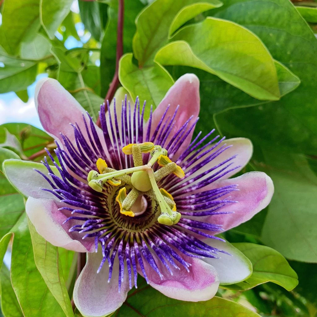 Passiflore - Passiflora Impératrice Eugénie 3 Passiflore - Passiflora Impératrice Eugénie