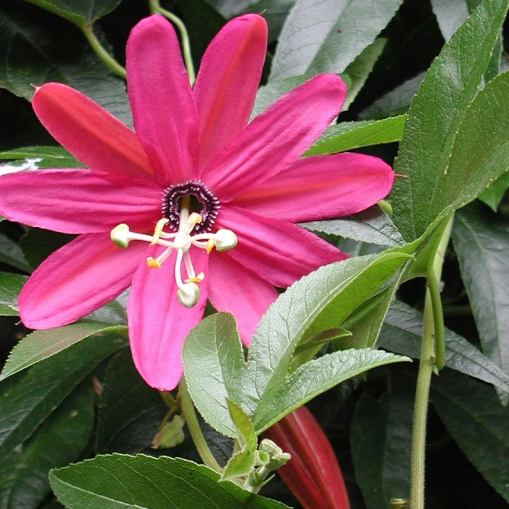 Passiflore - Passiflora (x) Exoniensis 3 Passiflore - Passiflora (x) Exoniensis