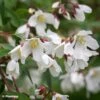Philadelphus Dainty Lady - Seringat 1 Philadelphus Dainty Lady - Seringat -Promesse de fleurs Magasin Philadelphus Dainty Lady 89455 1