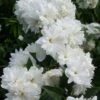 Seringat - Philadelphus Frosty Morn 2 Seringat - Philadelphus Frosty Morn -Promesse de fleurs Magasin Philadelphus Frosty Morn 84189 1