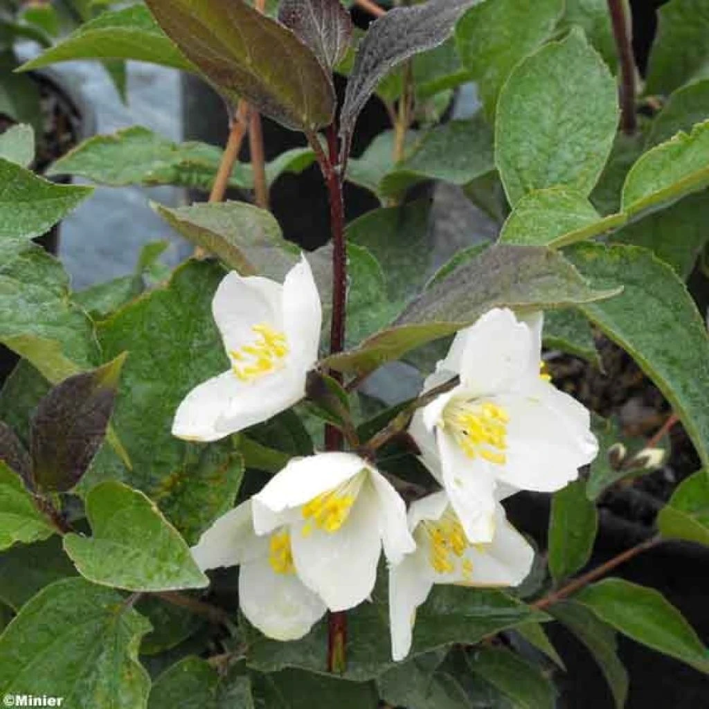 Seringat Des Jardins - Philadelphus Starbright 3 Seringat Des Jardins - Philadelphus Starbright