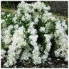 Seringat - Philadelphus White Rock (Pekphil) -Promesse de fleurs Magasin Philadelphus White Rock Pekphil 84194 1