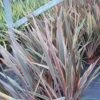 Phormium Rainbow Queen - Lin De Nouvelle-Zélande 1 Phormium Rainbow Queen - Lin De Nouvelle-Zélande -Promesse de fleurs Magasin Phormium Rainbow Queen 82779 1