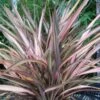 Phormium Rainbow Sunrise - Lin De Nouvelle-Zélande 1 Phormium Rainbow Sunrise - Lin De Nouvelle-Zélande -Promesse de fleurs Magasin Phormium Rainbow Sunrise 85029 1