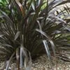 Phormium Cookianum Black Adder - Lin Des Montagnes. -Promesse de fleurs Magasin Phormium cookianum Black adder 83417 1