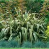 Phormium Tenax Variegatum - Lin De Nouvelle-Zélande 1 Phormium Tenax Variegatum - Lin De Nouvelle-Zélande -Promesse de fleurs Magasin Phormium tenax Variegatum 81321 1 1