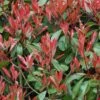 Photinia Little Red Robin -Promesse de fleurs Magasin Photinia Fraseri Little Red Robin 781765 1