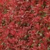 Photinia Fraseri Carré Rouge -Promesse de fleurs Magasin Photinia fraseri Carre Rouge 85708 1