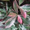 Photinia Fraseri Pink Marble -Promesse de fleurs Magasin Photinia fraseri Pink Marble 7589 1