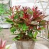Photinia Fraseri Red Light -Promesse de fleurs Magasin Photinia fraseri Red Light copyright 17929 1