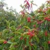 Photinia Niitakayamensis -Promesse de fleurs Magasin Photinia niitakayamensis 87150 1