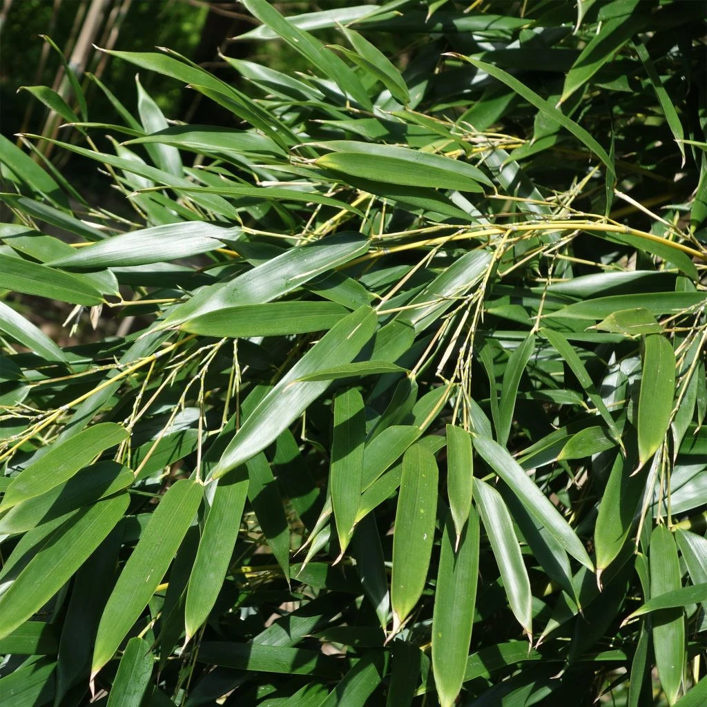 Phyllostachys Aureosulcata Alata - Bambou Moyen 3 Phyllostachys Aureosulcata Alata - Bambou Moyen