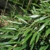 Phyllostachys Aureosulcata - Bambou Moyen 2 Phyllostachys Aureosulcata - Bambou Moyen -Promesse de fleurs Magasin Phyllostachys aureosulcata Bambou moyen 84907 1