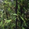 Bambou Noir - Phyllostachys Nigra 2 Bambou Noir - Phyllostachys Nigra -Promesse de fleurs Magasin Phyllostachys nigra ld Howard Dickins 9575 1