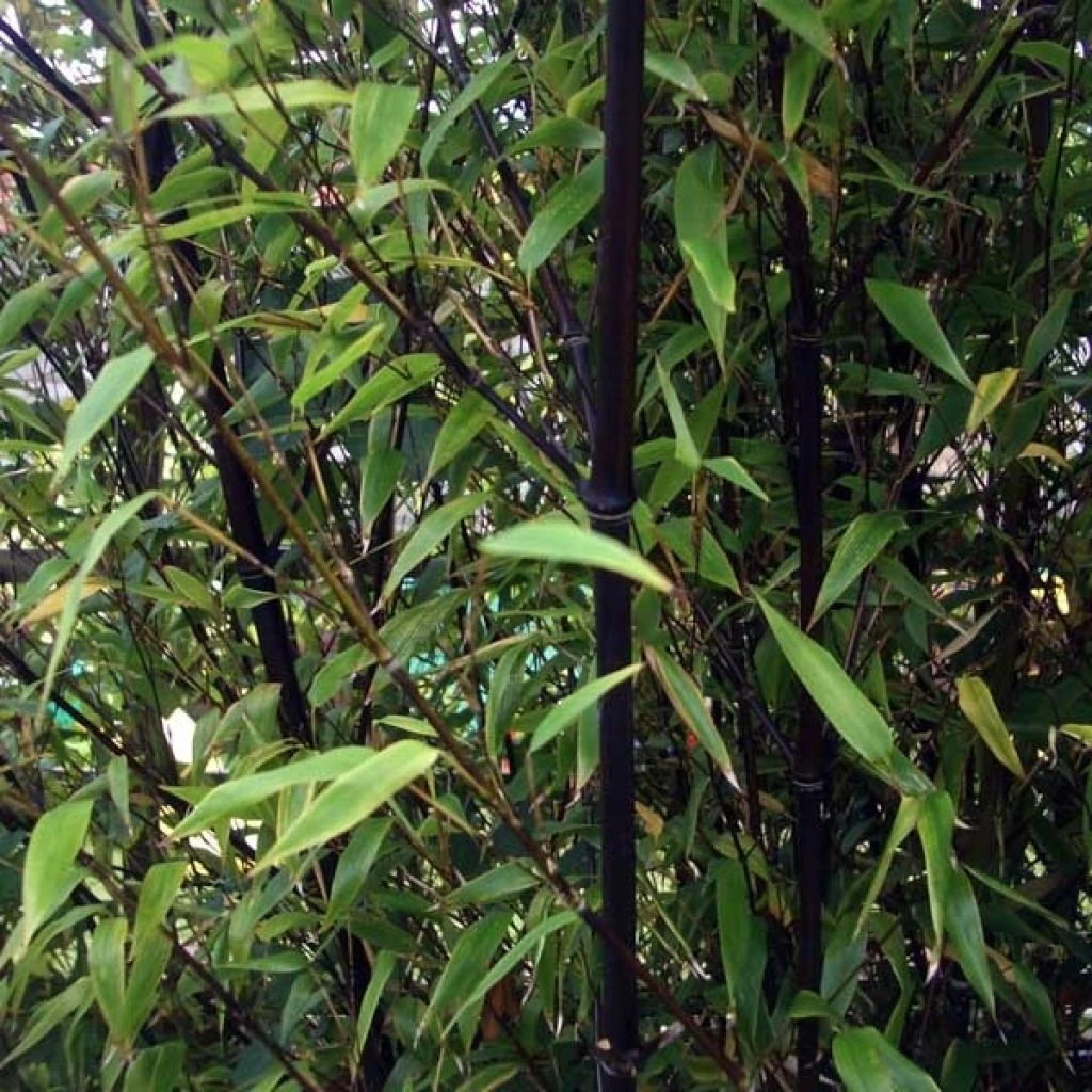 Bambou Noir - Phyllostachys Nigra 3 Bambou Noir - Phyllostachys Nigra