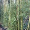Phyllostachys Viridiglaucescens - Bambou Géant -Promesse de fleurs Magasin Phyllostachys viridiglaucescens 84915 1