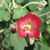 Phymosia Umbellata -Promesse de fleurs Magasin Phymosia umbellata 85303 1