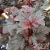 Physocarpe à Feuilles D'Obier - Physocarpus Opulifolius Rubella -Promesse de fleurs Magasin Physocarpus opulifolius Rubella 100765 1