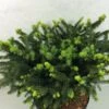 Epicea Commun - Picea Abies Hana Subutus 1 Epicea Commun - Picea Abies Hana Subutus -Promesse de fleurs Magasin Picea abies Hana Subutus 676002 1