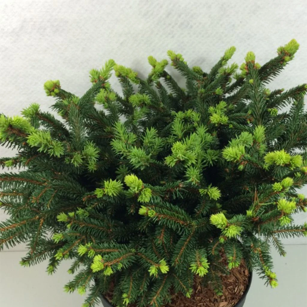 Epicea Commun - Picea Abies Hana Subutus 3 Epicea Commun - Picea Abies Hana Subutus
