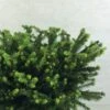 Epicea Commun - Picea Abies Maxwellii -Promesse de fleurs Magasin Picea abies Maxwellii 679002 1