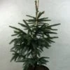Epinette Noire - Picea Mariana Aurea 2 Epinette Noire - Picea Mariana Aurea -Promesse de fleurs Magasin Picea mariana Aurea 695002 1
