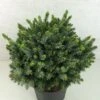 Epicea De Serbie - Picea Omorika Morava -Promesse de fleurs Magasin Picea omorika Morava 701002 1